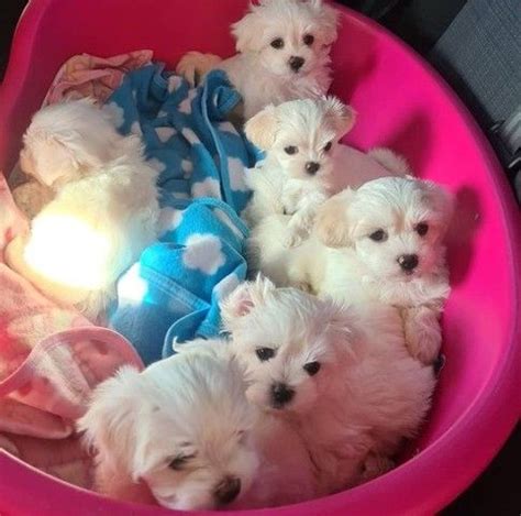 Nov 12, 2023 · After you have been approved for a Maltipoo <strong>puppy</strong> in <strong>Indiana</strong> and you have selected the perfect <strong>puppy</strong>, the <strong>puppy</strong> will undergo an industry-leading health examination. . Indiana craigslist puppies